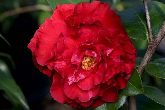 Camellia japonica 'Blood of China'