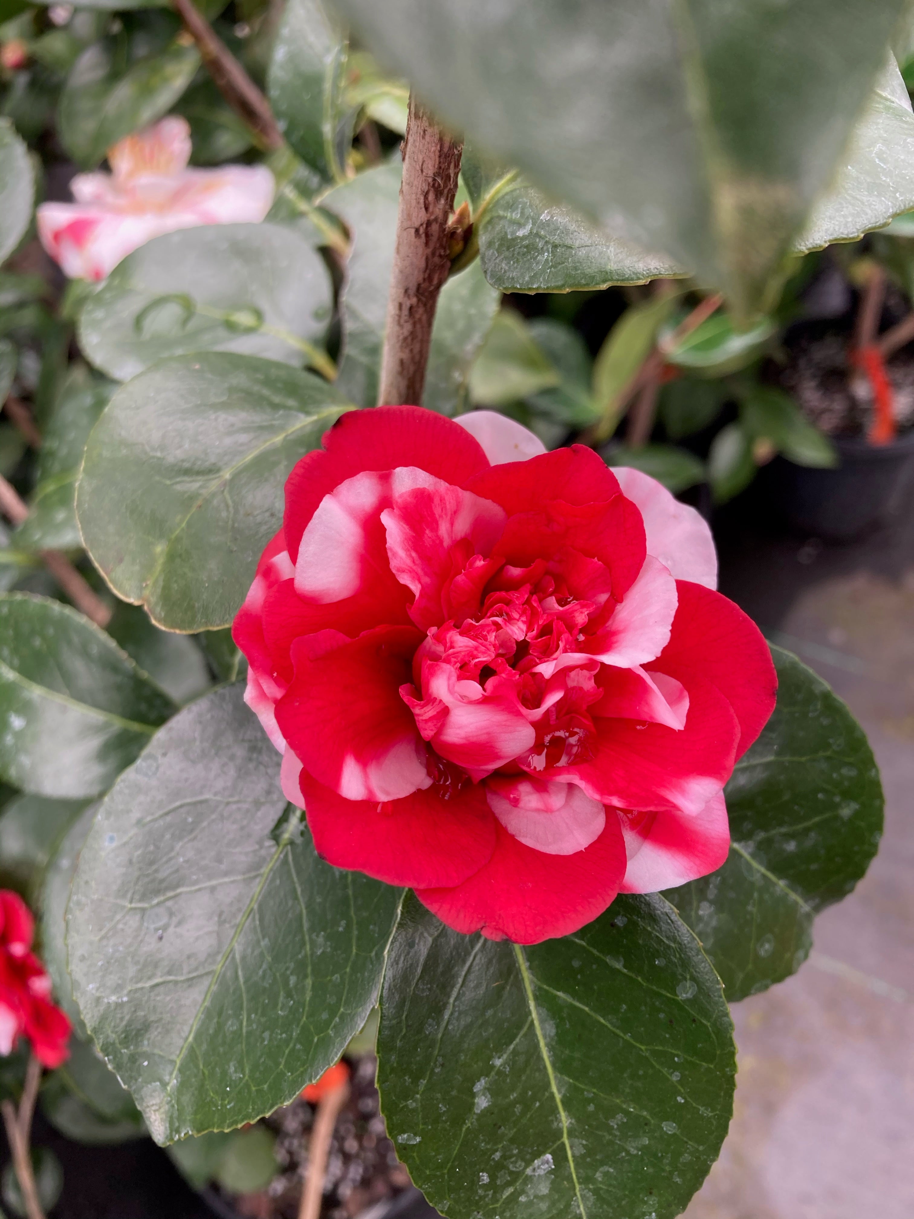 カメリアさん専用ページ Camellia plants and seeds at Camellia Forest Nursery – tagged