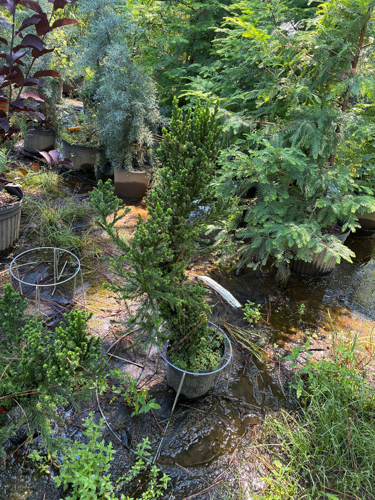 Cryptomeria japonica 'Kelly's Fastigiate'