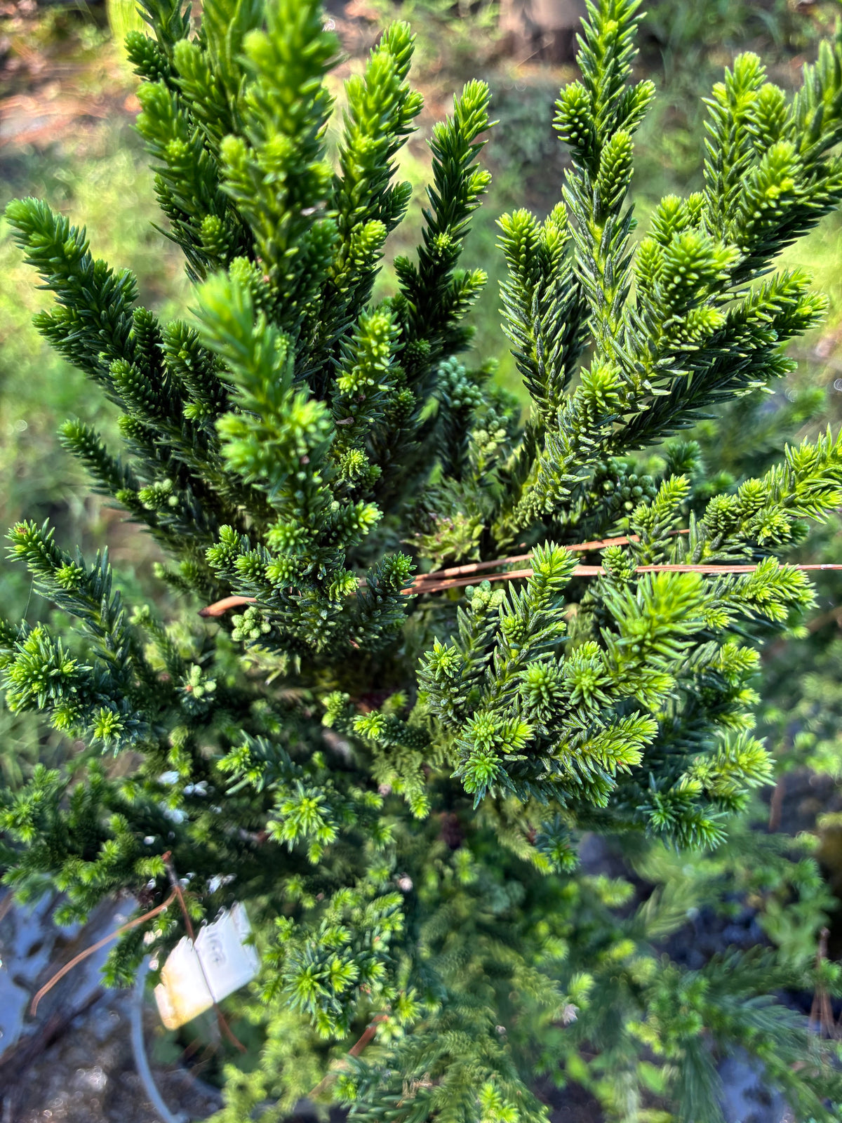Cryptomeria japonica 'Kelly's Fastigiate'