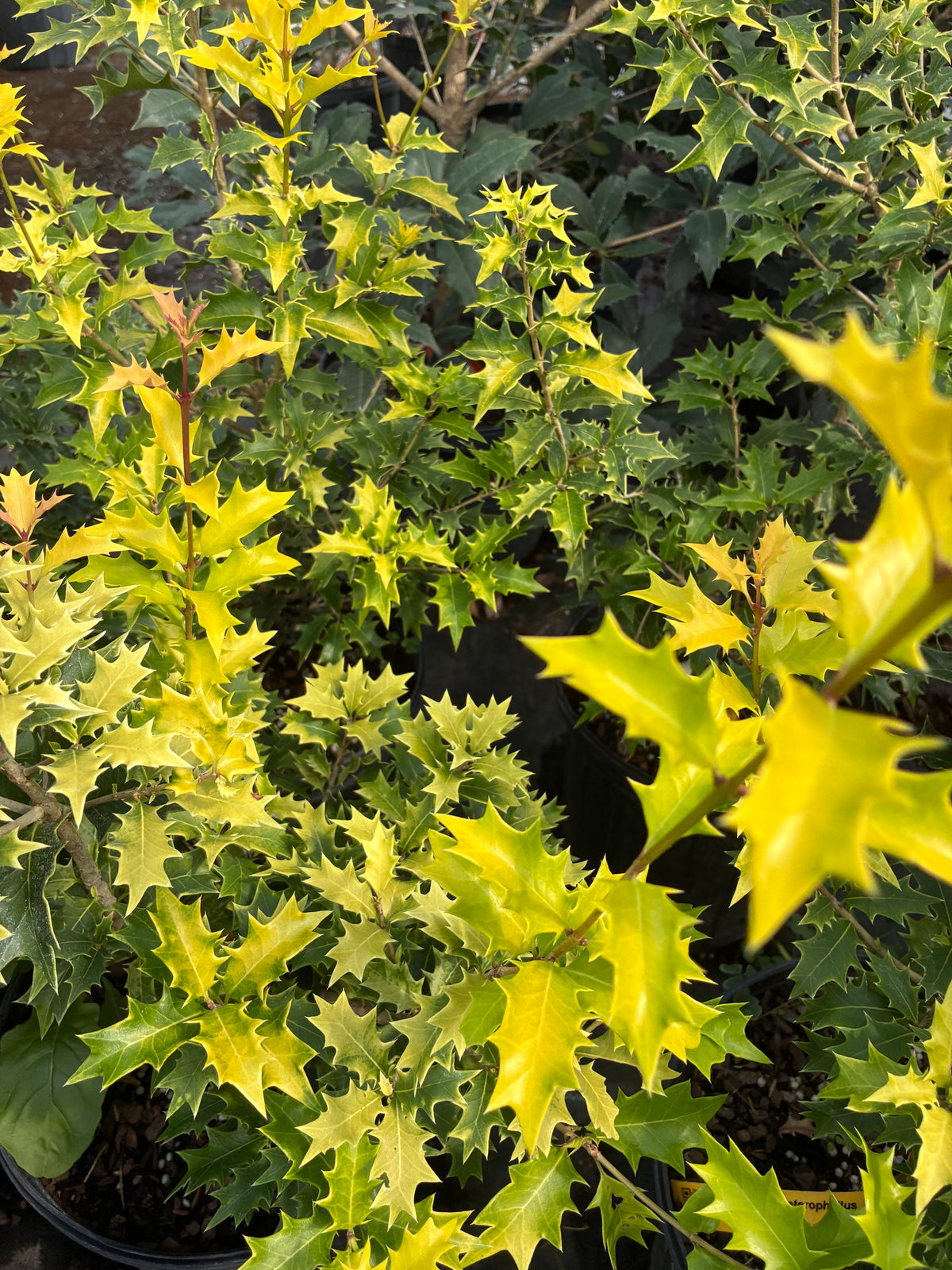 Osmanthus heterophyllus 'Aurea'