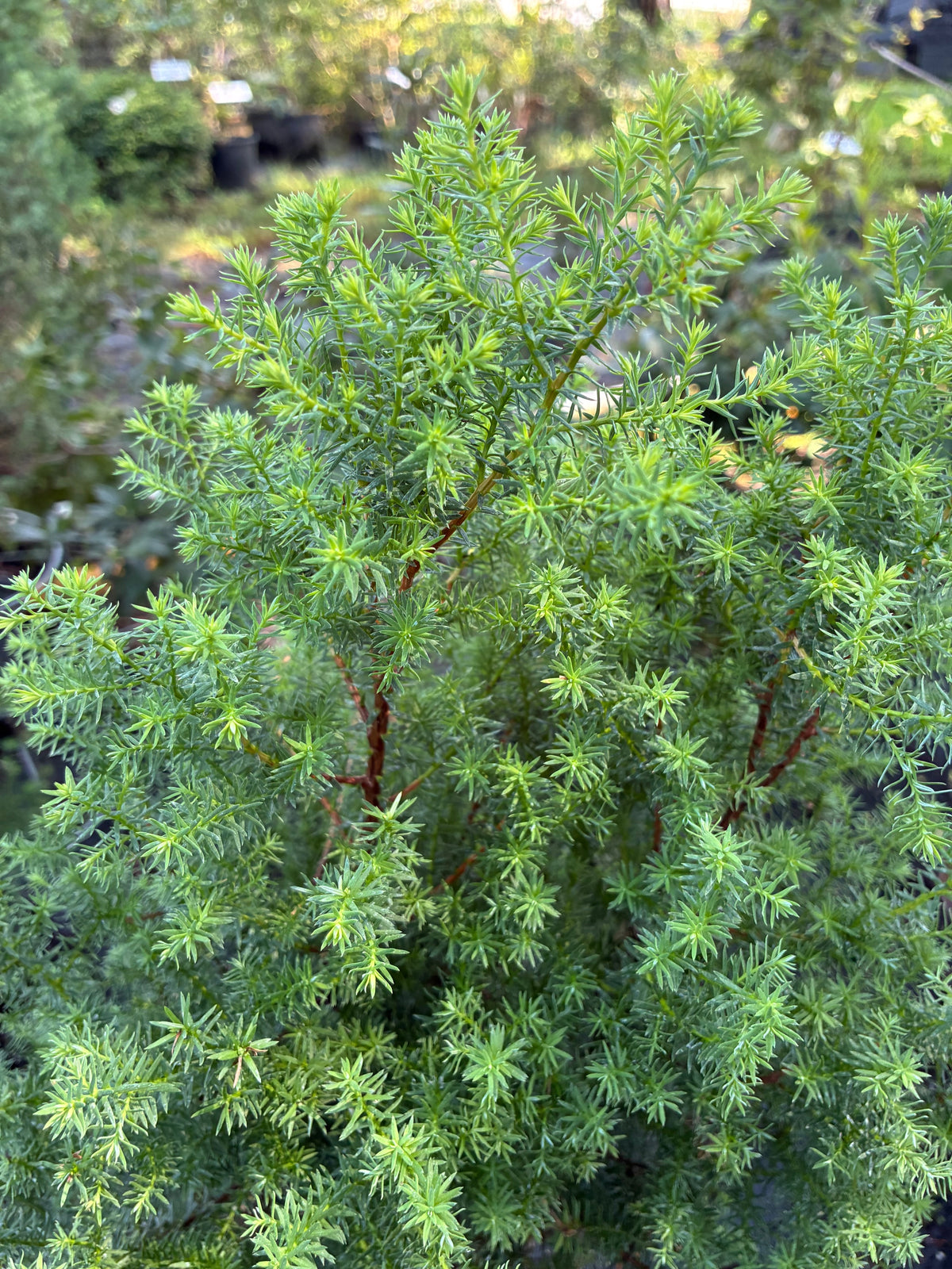 Chamaecyparis thyoides var. henryae 'Red Velvet', Red Velvet White Cedar