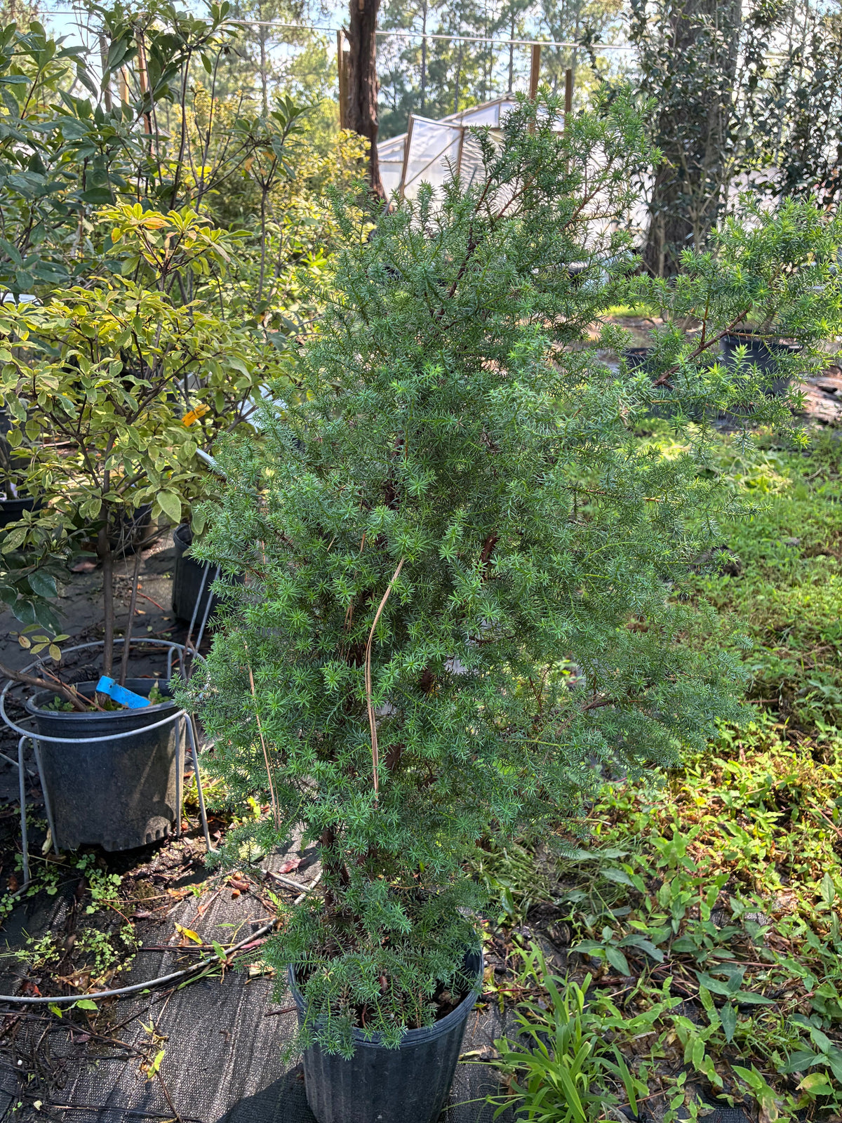 Chamaecyparis thyoides var. henryae 'Red Velvet', Red Velvet White Cedar