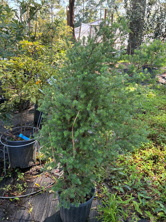 Chamaecyparis thyoides var. henryae 'Red Velvet', Red Velvet White Cedar