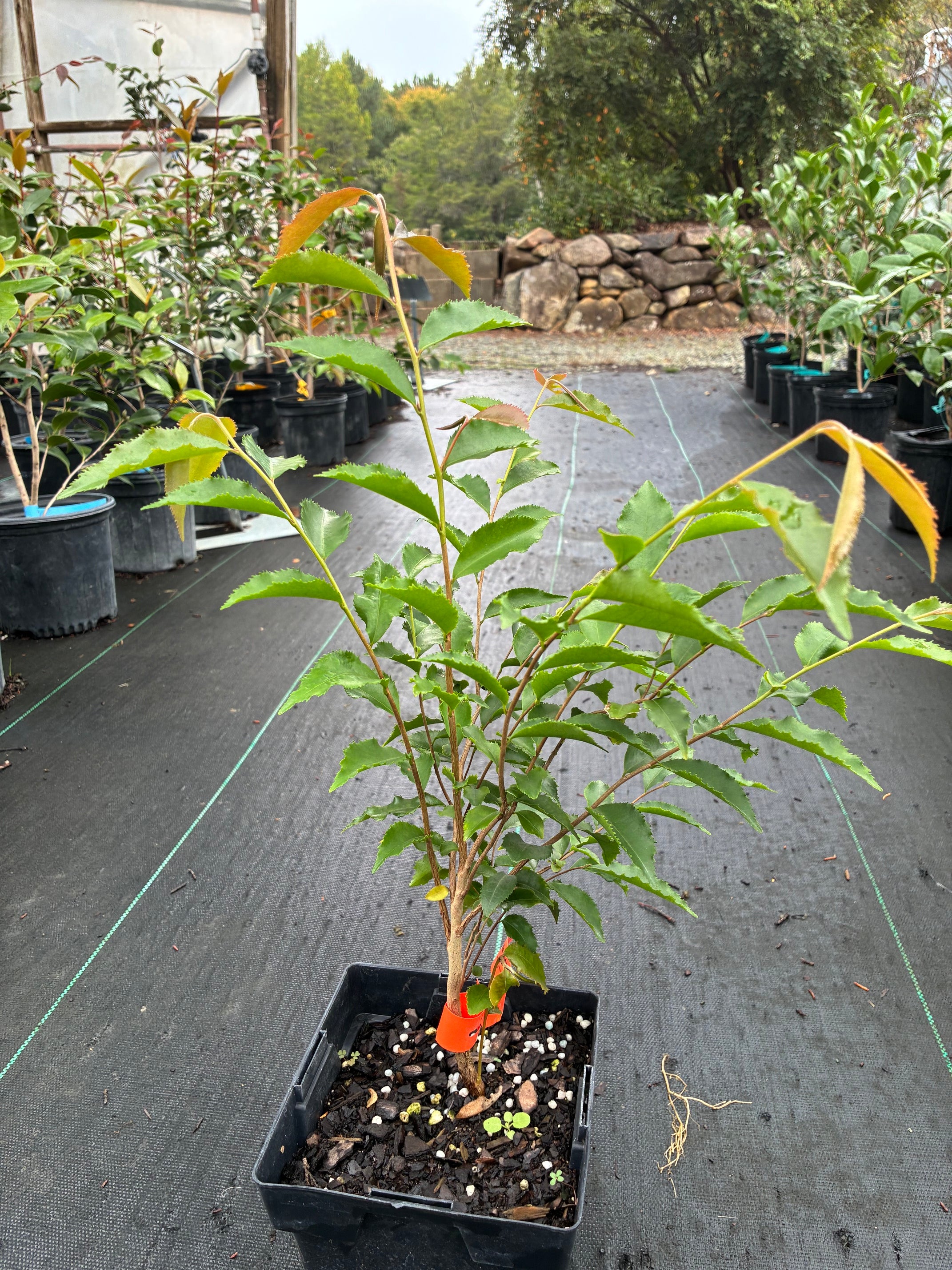 Camellia plants and seeds at Camellia Forest Nursery – tagged