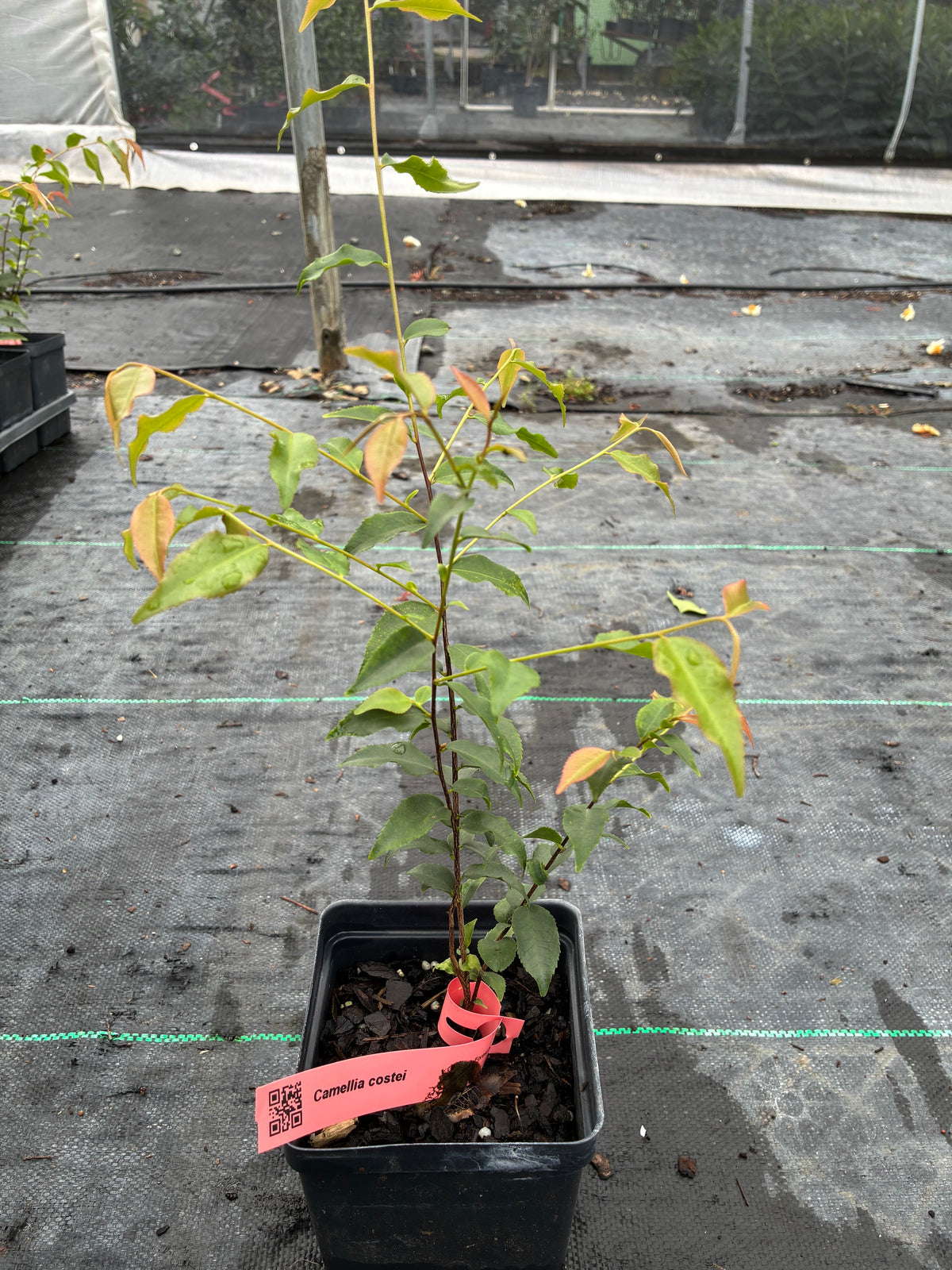 Camellia costei