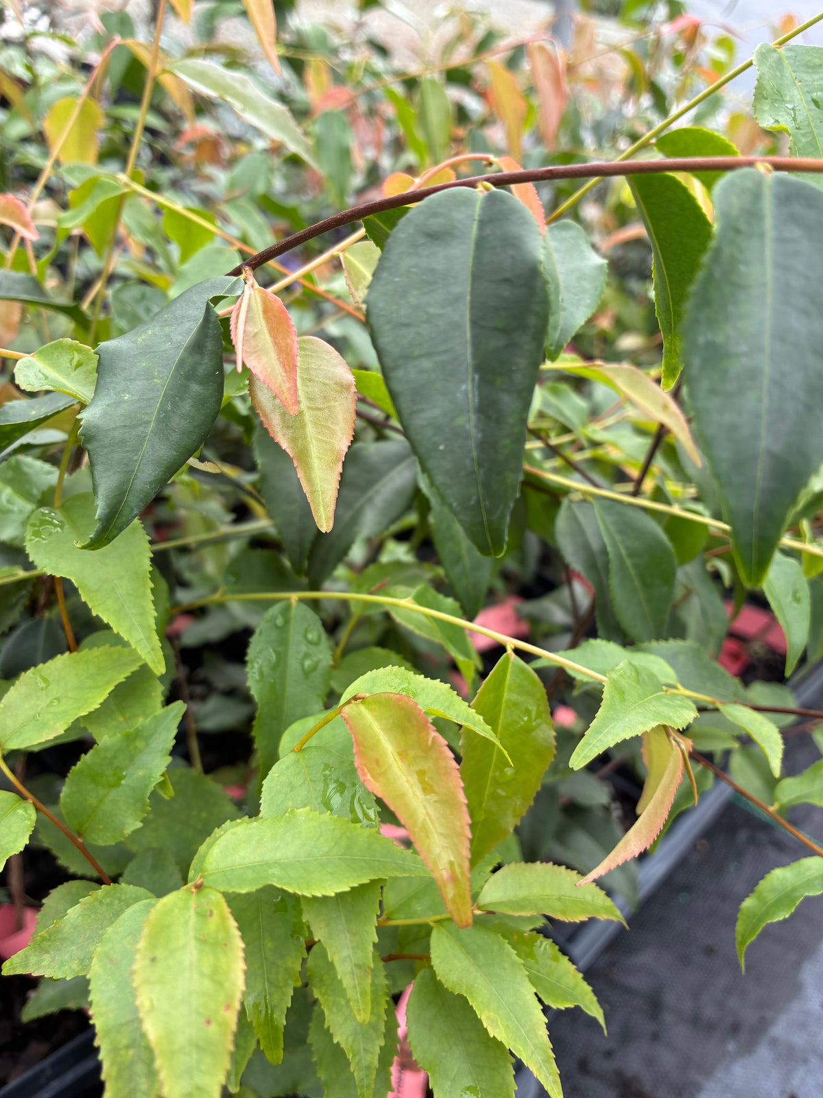 Camellia costei