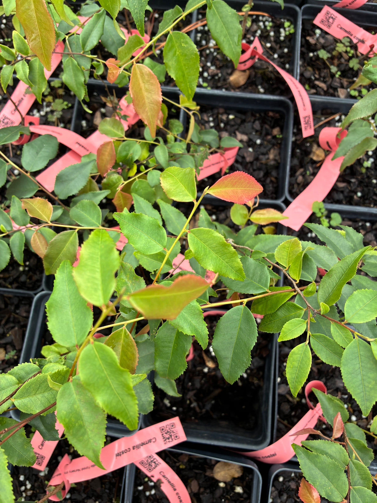 Camellia costei