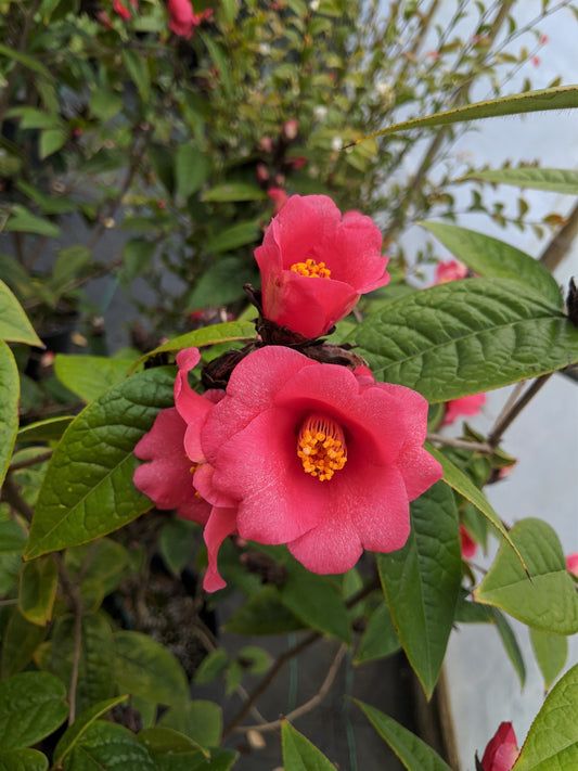 Camellia edithae 'Momudan'