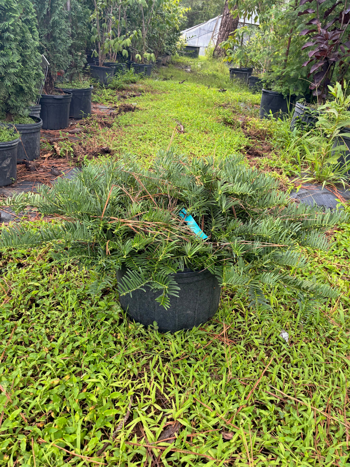 Cephalotaxus harringtonia 'Tightwad'