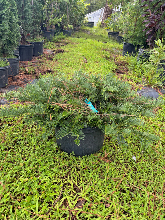 Cephalotaxus harringtonia 'Tightwad'