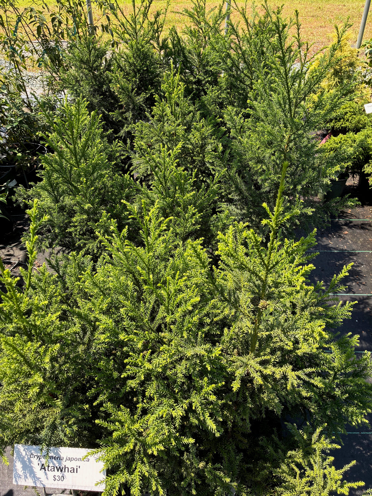 Cryptomeria japonica 'Atawhai'