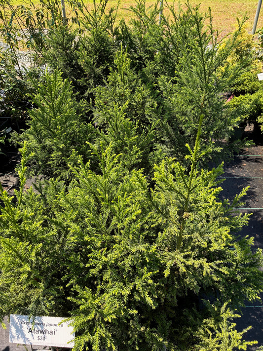 Cryptomeria japonica 'Atawhai'