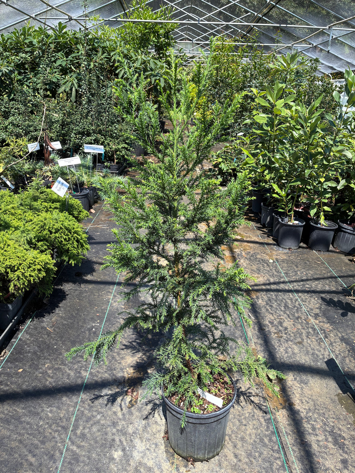 Cryptomeria japonica 'Atawhai'
