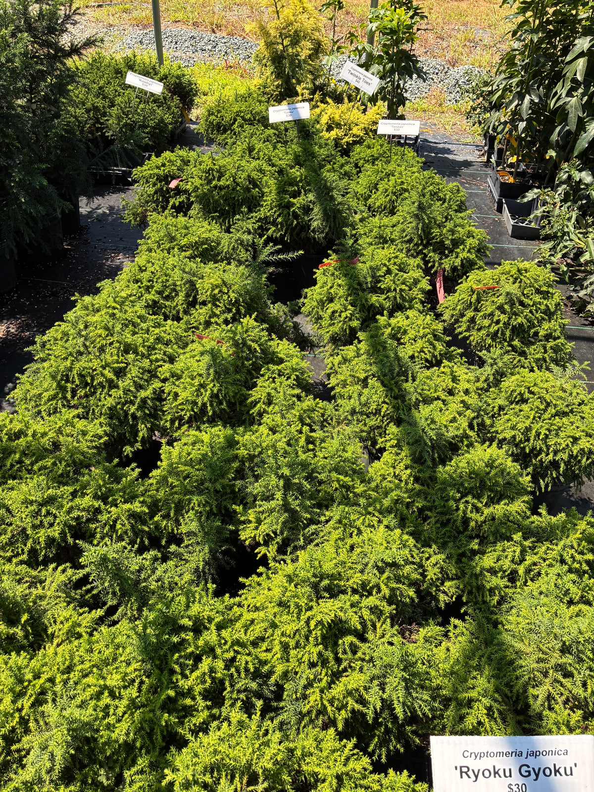 Cryptomeria japonica 'Ryoku Gyoku'