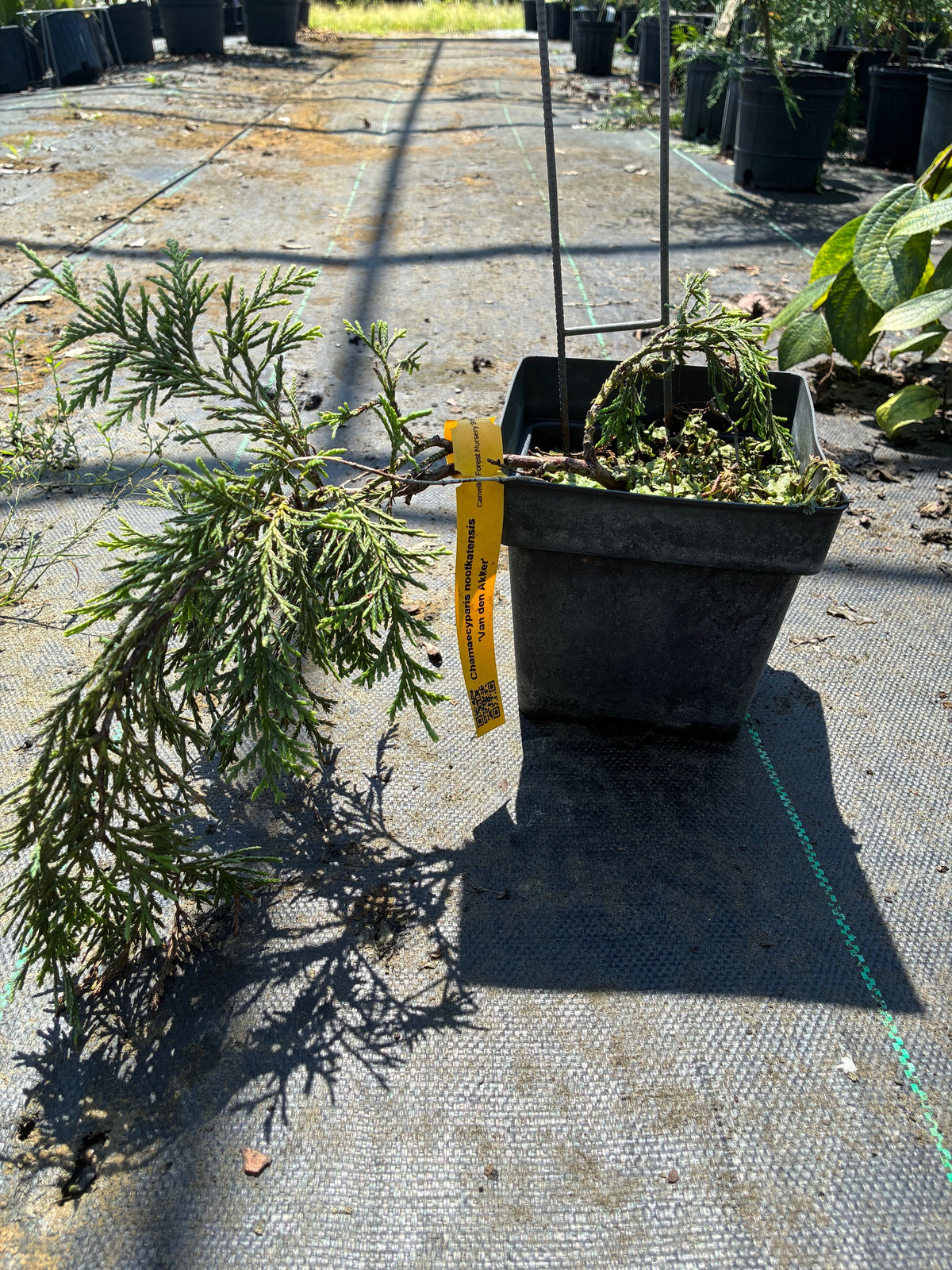 Chamaecyparis nootkatensis 'Van Den Akker'