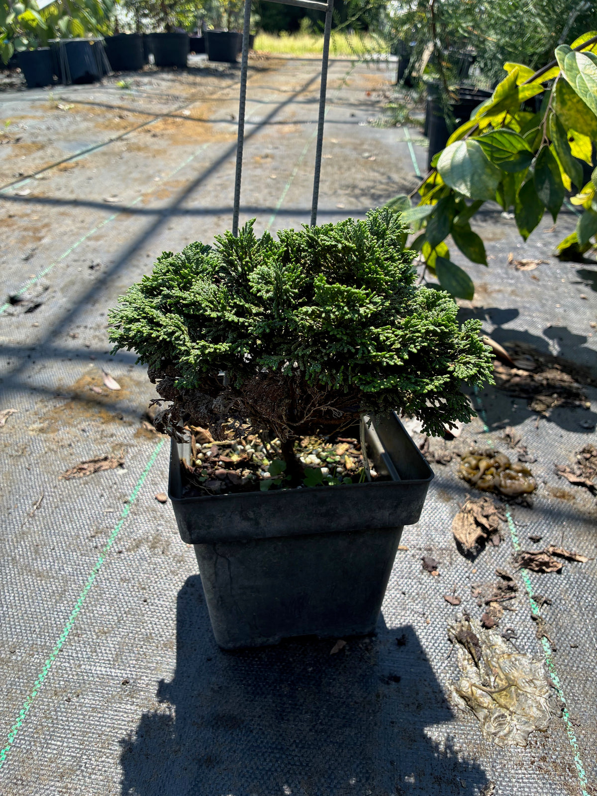 Chamaecyparis obtusa 'Green Cushion'