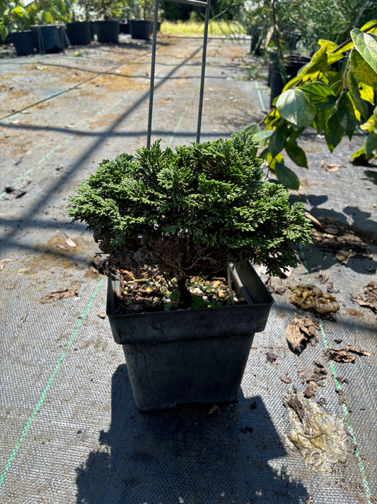 Chamaecyparis obtusa 'Green Cushion'