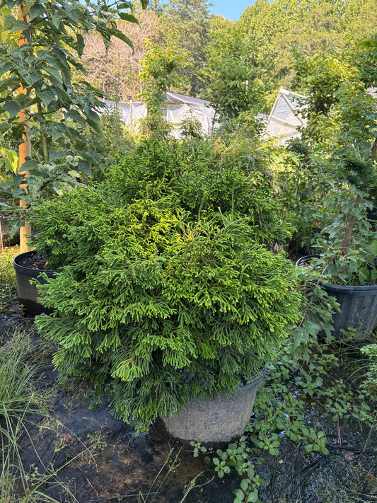 Chamaecyparis obtusa 'Gitte'