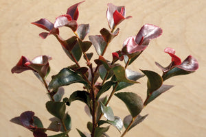 Camellia parvalimba