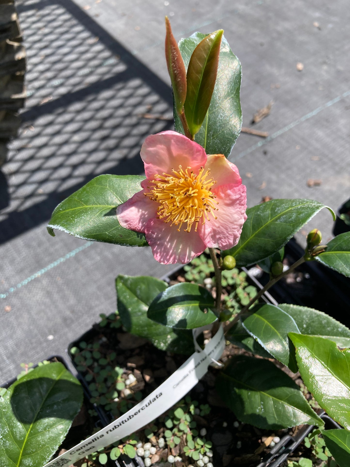 Camellia rubituberculata