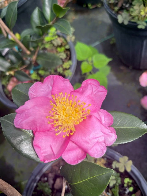 Camellia sasanqua 'Hana Gasa'