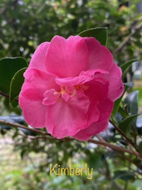 Camellia sasanqua 'Kimberly'