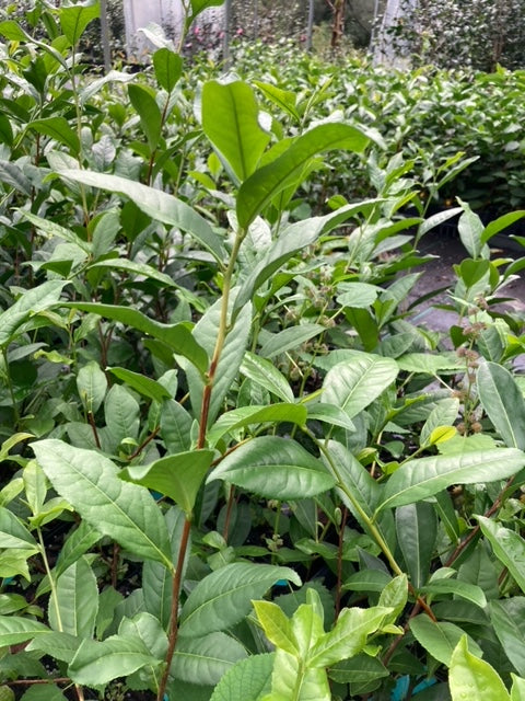 Camellia sinensis 'Bohea'