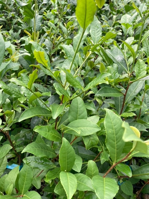 Camellia sinensis 'Bohea'