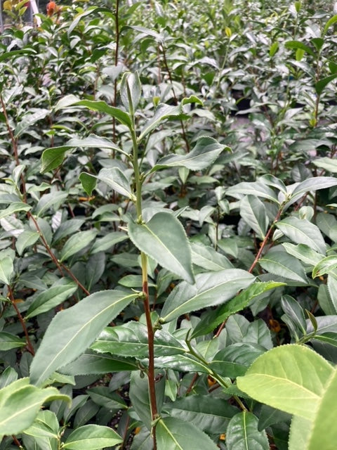 Camellia sinensis 'Chin Shin Oolong'