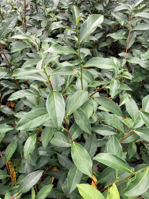 Camellia sinensis 'Chin Shin Oolong'