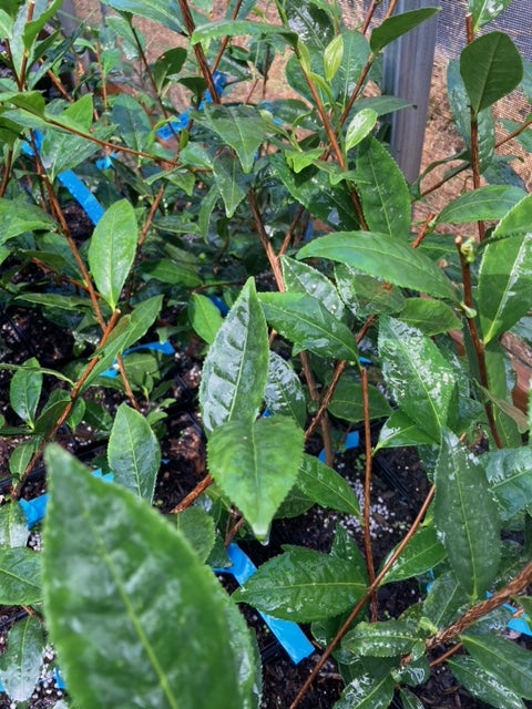 Camellia sinensis 'Dashan'