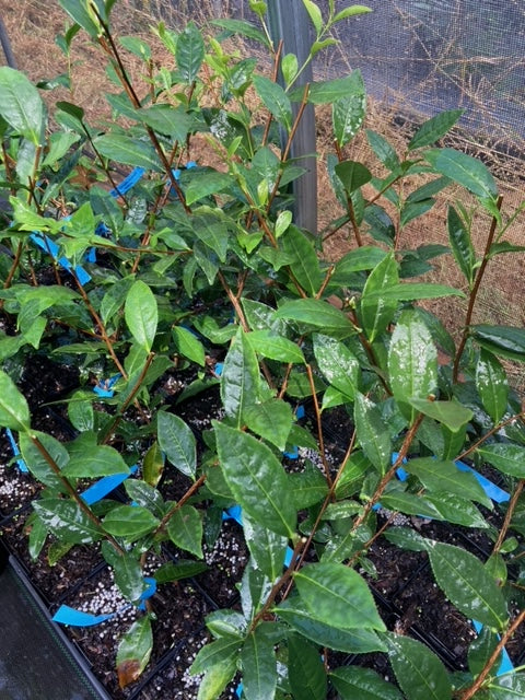 Camellia sinensis 'Dashan'