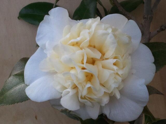 Camellia x williamsii 'Jury's Yellow'