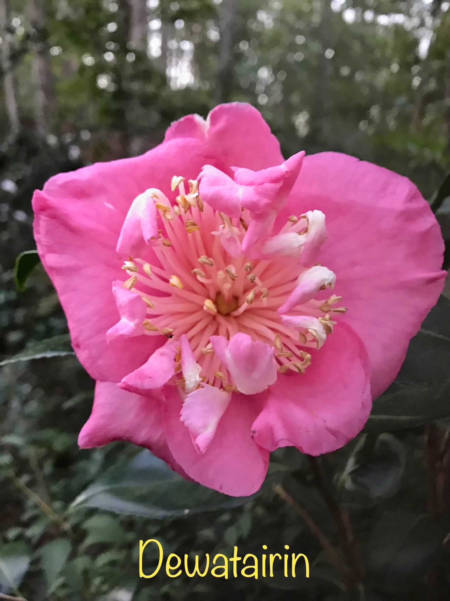 Camellia japonica 'Dewatairin'