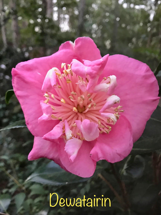 Camellia japonica 'Dewatairin'