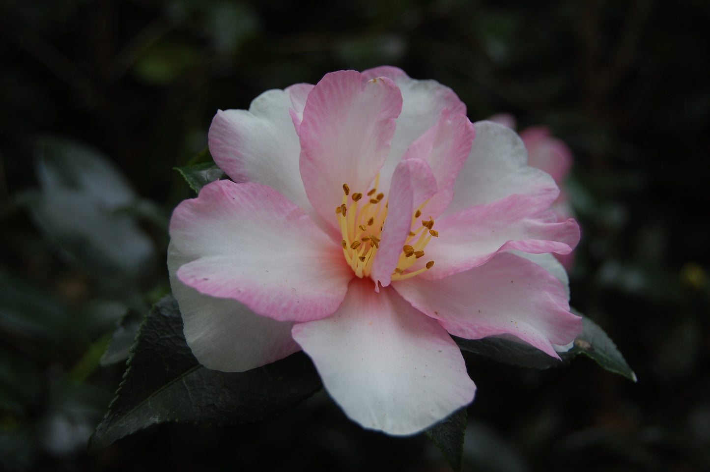 Camellia 'Duquesa de Coimbra'