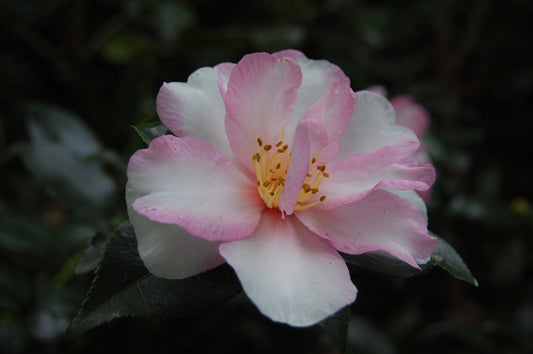 Camellia 'Duquesa de Coimbra'