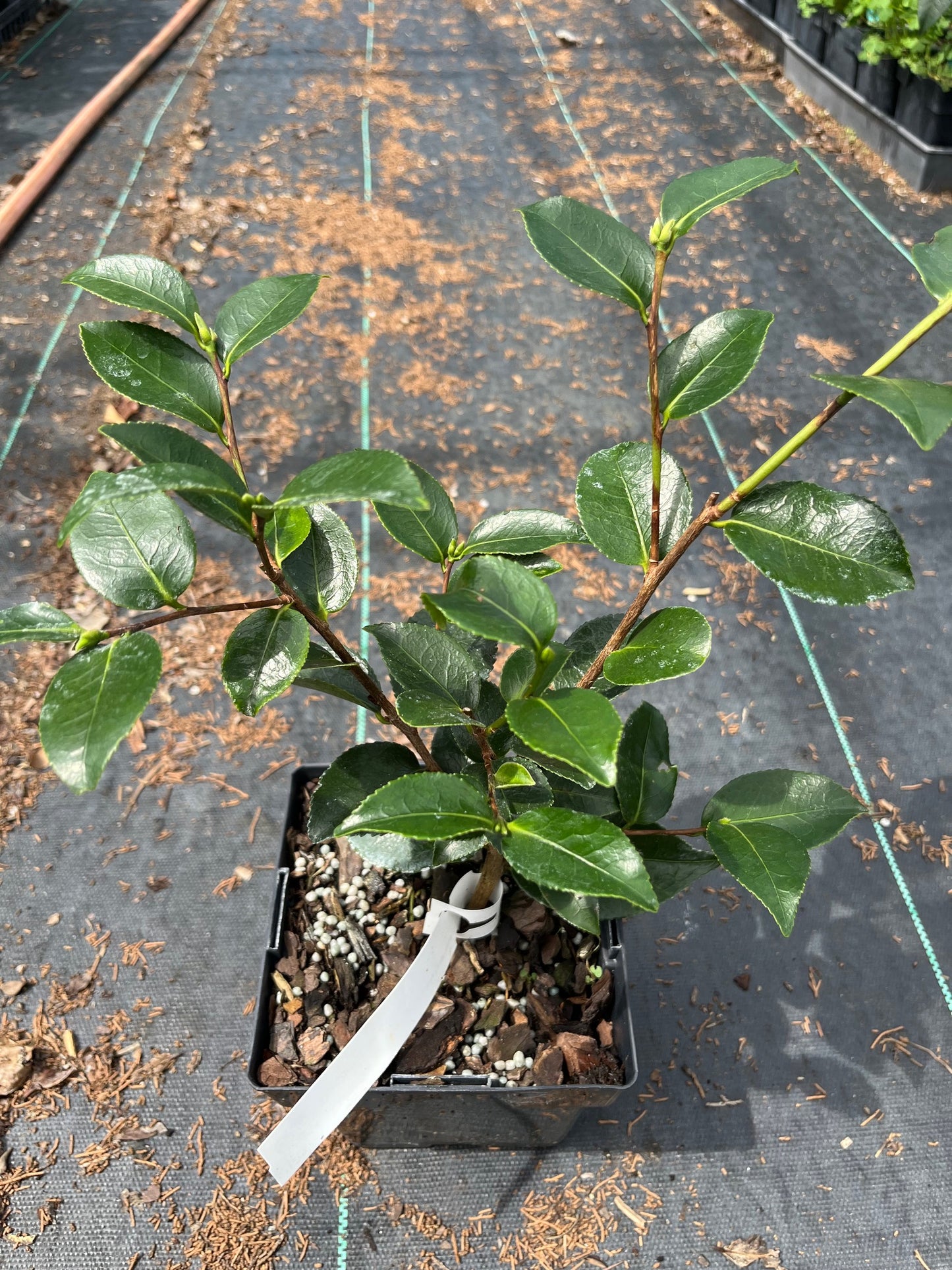 Camellia 'Duquesa de Coimbra'