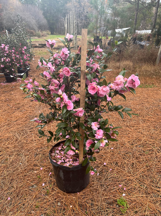 Camellia 'Fall Fantasy' 7 gallon to ship