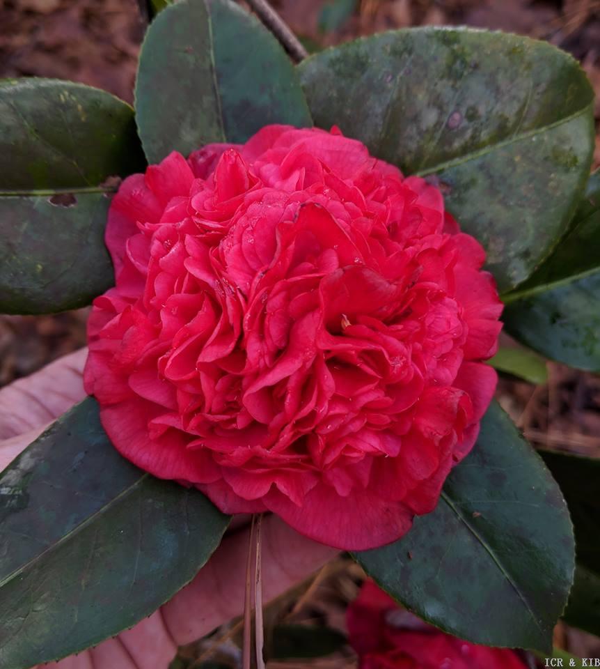 Camellia japonica 'Fire Falls'