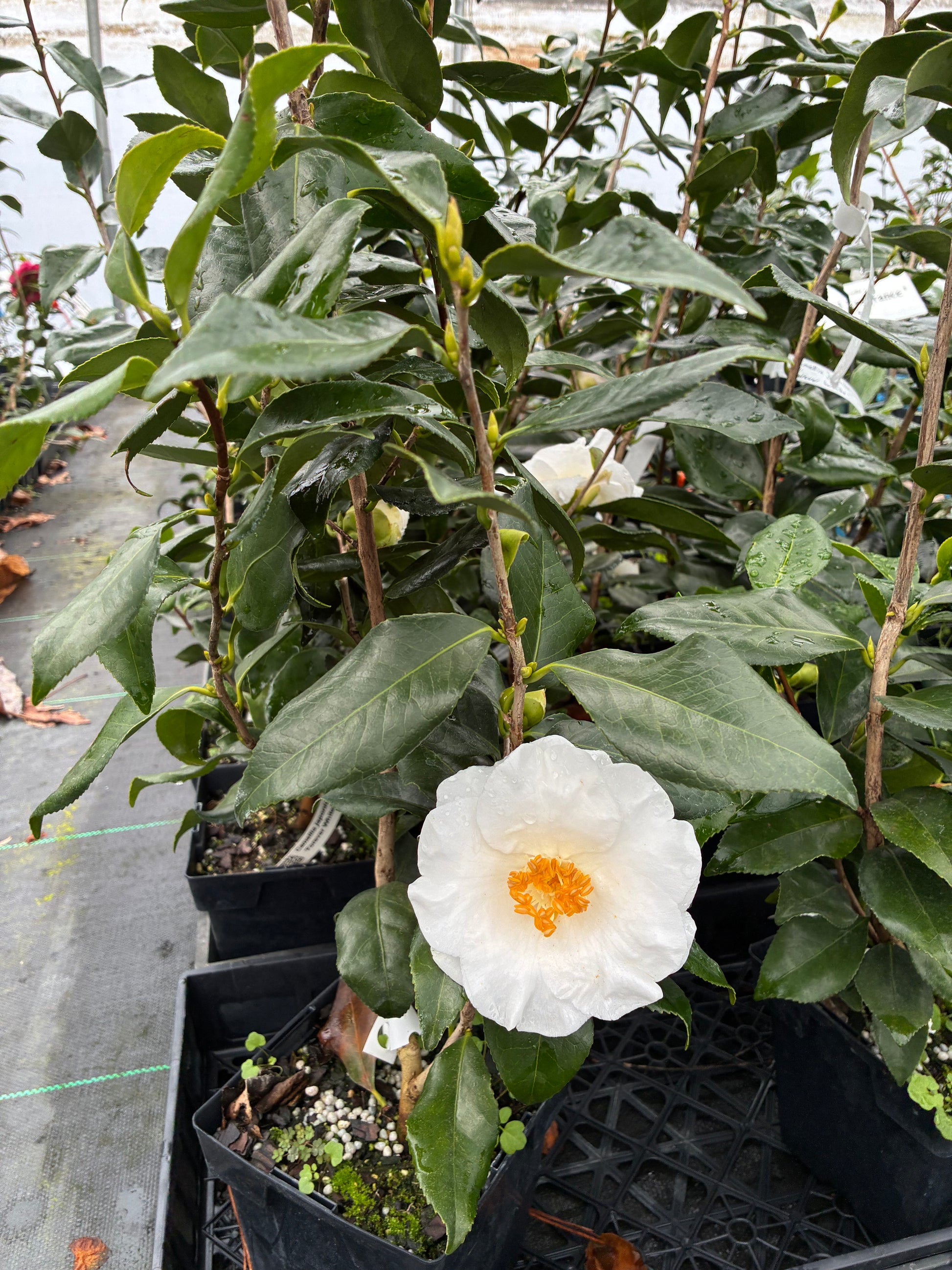 Camellia japonica 'Forever Blooming White' - 2 quart