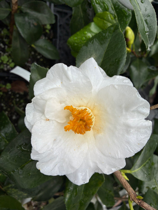 Camellia japonica 'Forever Blooming White'