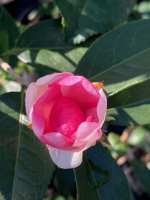 Camellia 'Forever Julia'