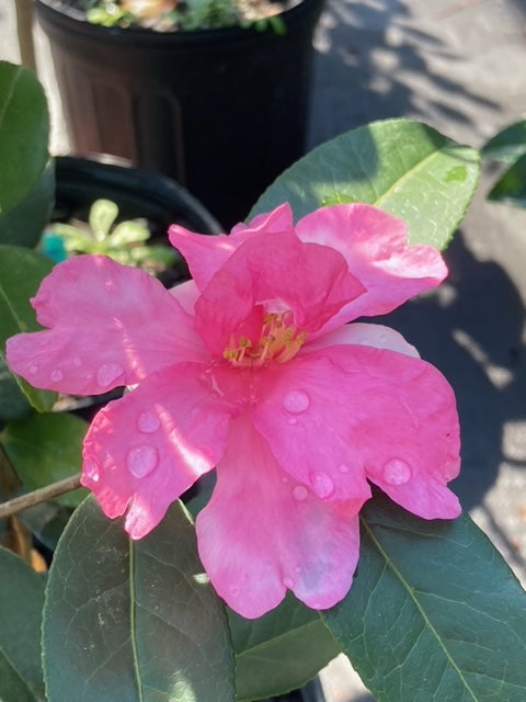 Camellia 'Forever Julia'