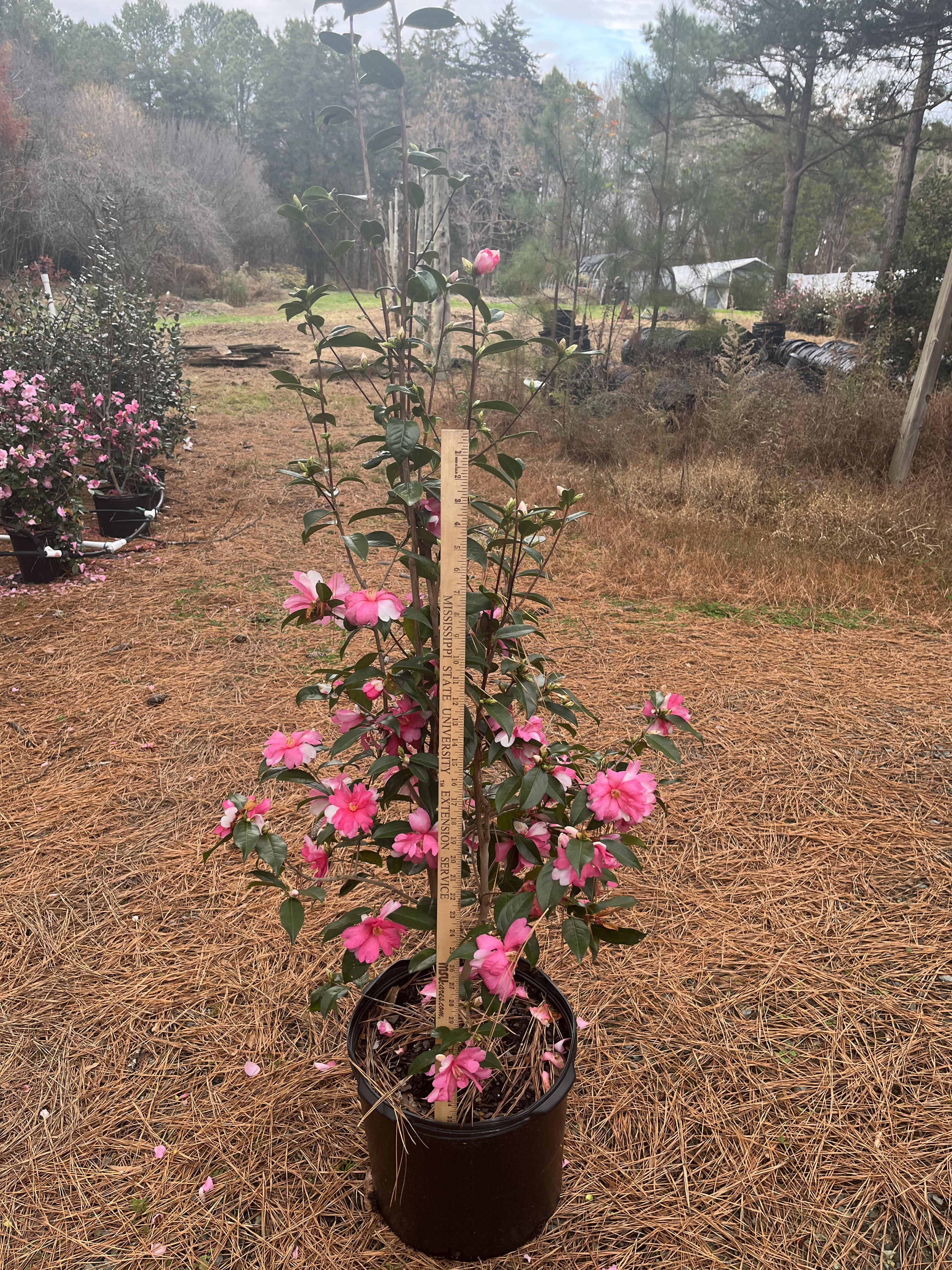 Camellia plants and seeds at Camellia Forest Nursery – tagged