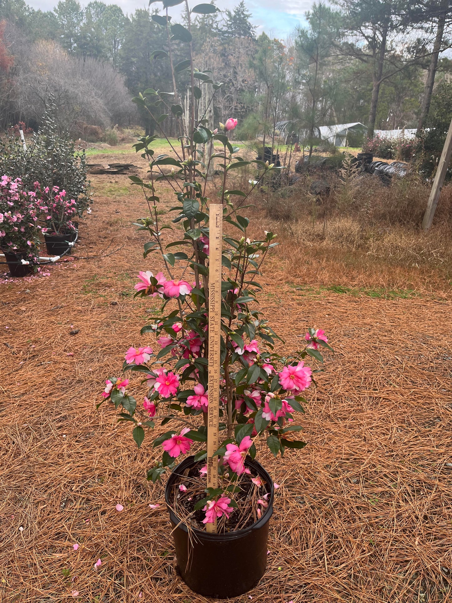 Camellia 'Forever Julia' 7 gallon to ship