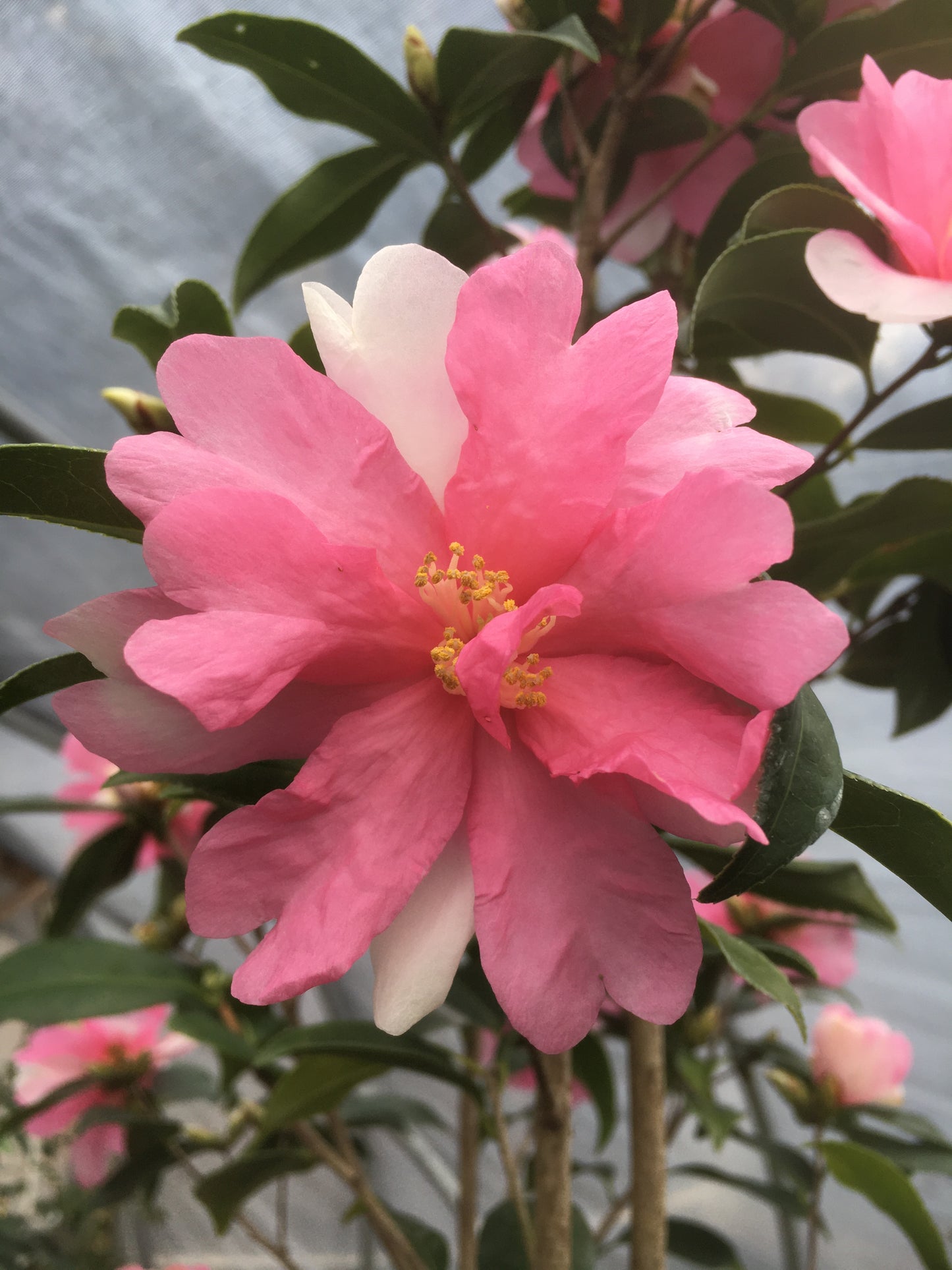 Camellia 'Forever Julia'