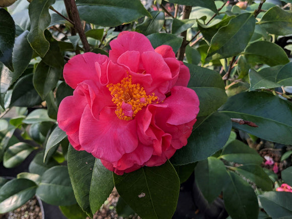 Camellia japonica 'Fragrant Concubine'