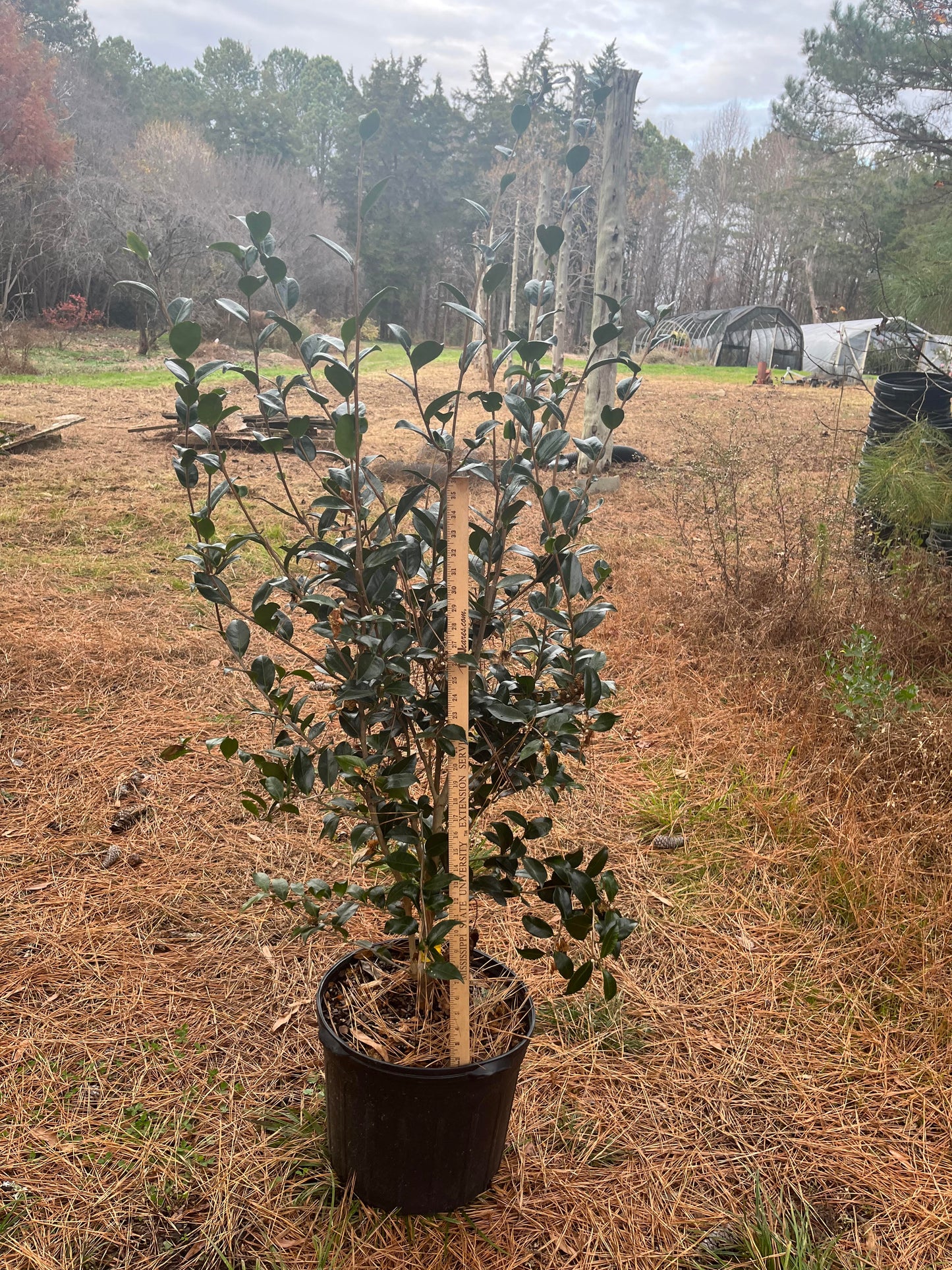 Camellia sasanqua 'Hana Jiman' 7 gallon to ship